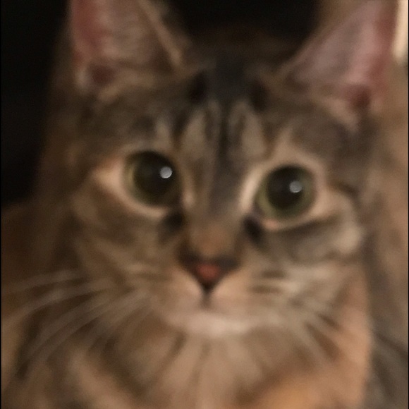 Meet your Posher, Cat - Picture 6 of 6